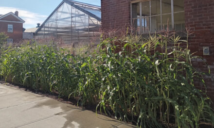 Counting Corn: Guess How Many Ears?