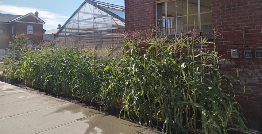 Counting Corn: Guess How Many Ears?